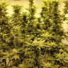 dlbmedication