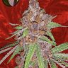 Lemonsdopegrow