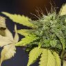 grow_autofolower