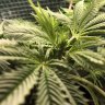 EmeraldFarmer96