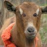 Goatboy