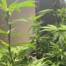 Greenthumb777