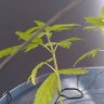 WeedStalkWonder