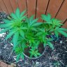 Smokeyjoe420