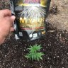 Oregrown222
