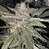 Rickypohiogrower32