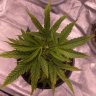Sohigh93