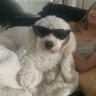 Marshdoggy