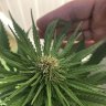 Kalebwws