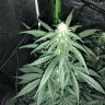 Kushnyvegan