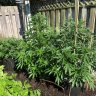 JTKush905