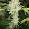 TheVeryBadSadGrower