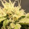 Anncannabis2019