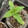 Growwithme