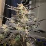 stannabis
