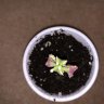 Mrplants420