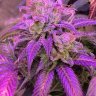 Pdiesel