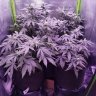 CannabisAK