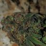 FloridaCoCoCannabis