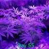 Islandguy89