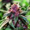 420plantgrower