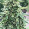 Beaubuds128