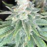 RookFarm420