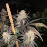 norcalauto