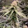 Skunk199