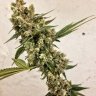 Rollingmountainkush