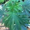 Its420here