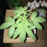 SNoWfLaKe_420