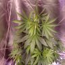 Growku