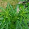 Growmike84