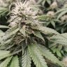 Murphys1Grow