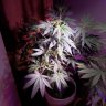 prettygirlgarden