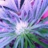 Holycanoli420