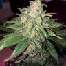 Vermont_grower98