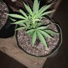 Coronado_organics