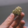 Specialgrow7797