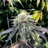 LiftedLabs