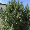 Bigmaryjane