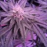 Southerntrichome