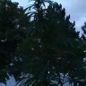 N.OntarioMedGrower