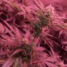 PurpleOunce