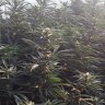 Growdaddylvl1