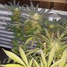 Michiman420