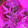 Thcfanleaves