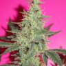 drdankgenetics