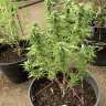 SwOregonCannaFarmer